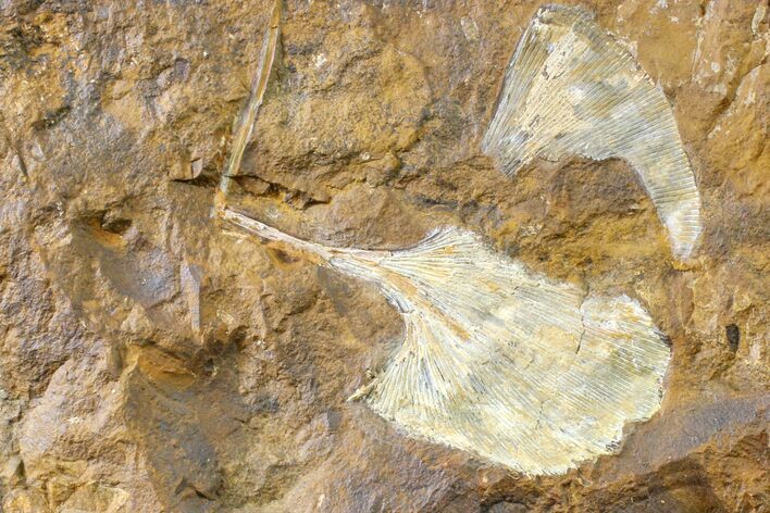 Fossil Ginkgo Leaf From North Dakota - Paleocene #163222